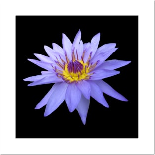 blue water lily Posters and Art